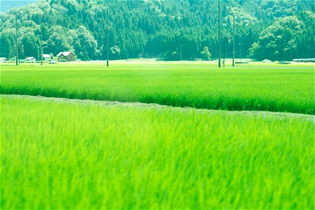 Rice Field Contryside