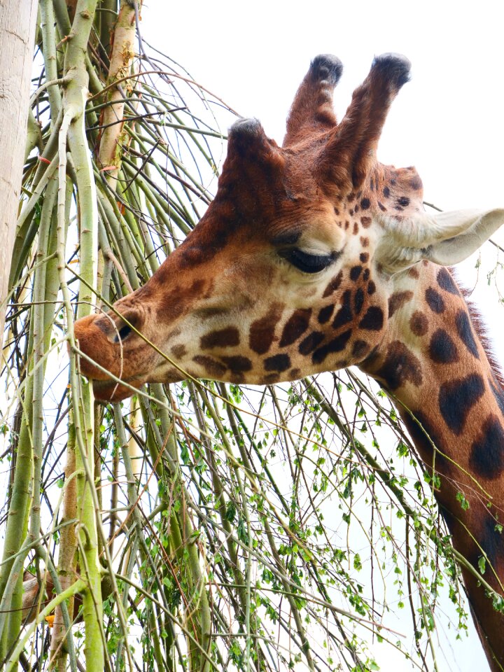 Animal wildlife mammal