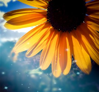 Sunflower Glitter