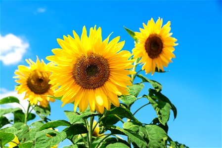Sunflower Summer