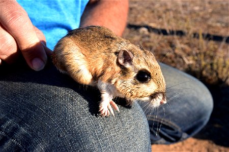 Stephens Kangaroo Rat photo