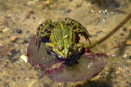 Amphibians pond nature photo