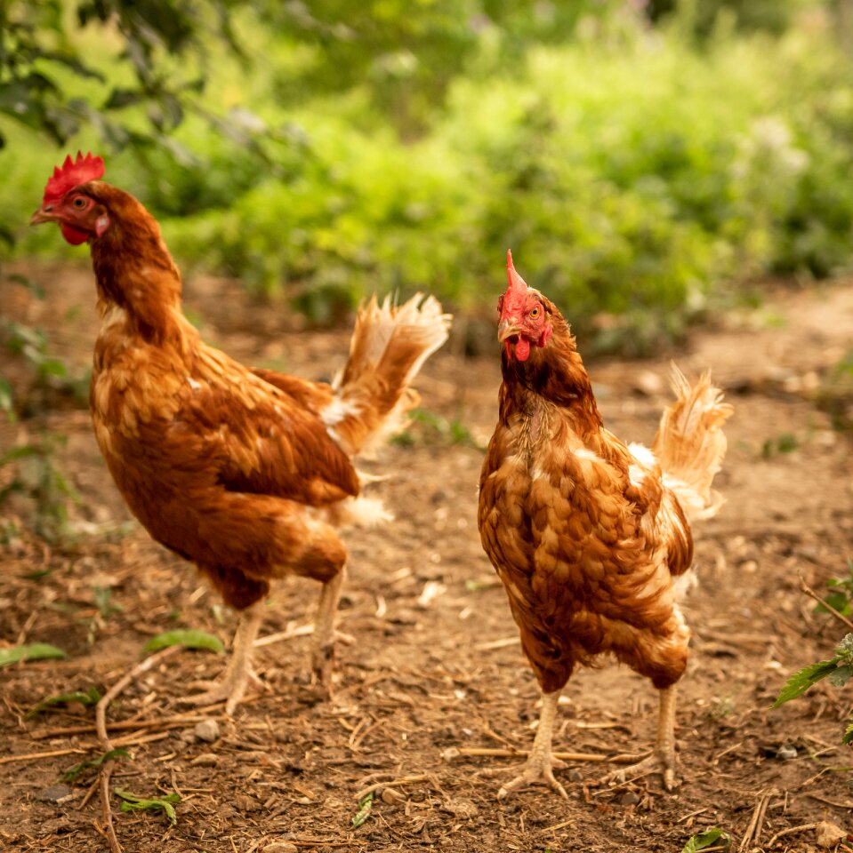 Animal free range domestic chicken