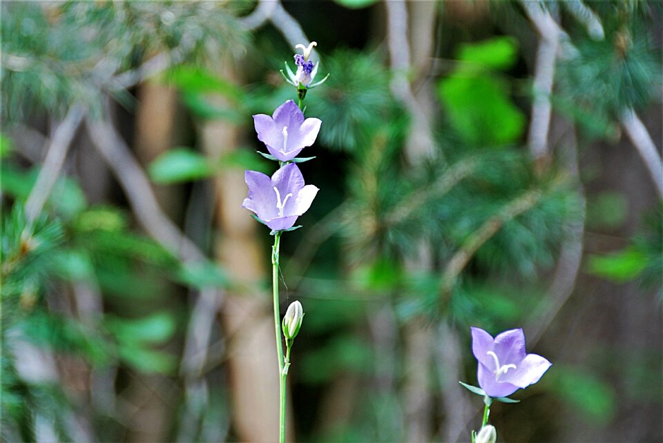 Plant flora pointed flower