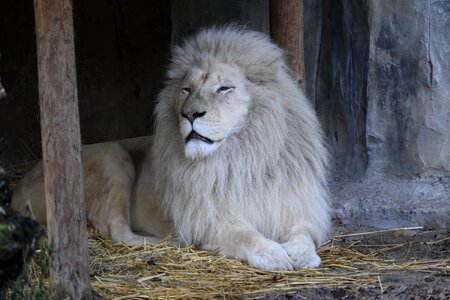 White lion lion predator