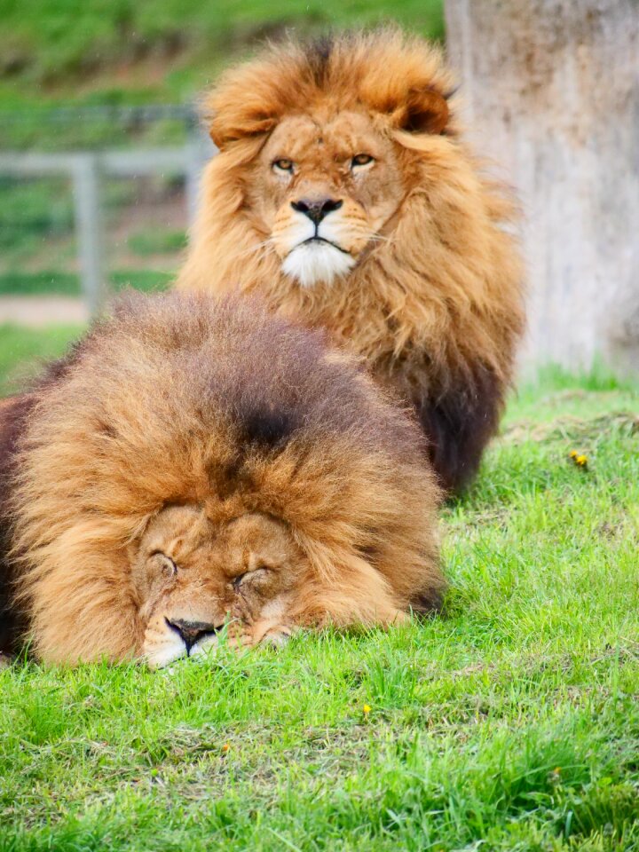 Wildlife carnivore big cat