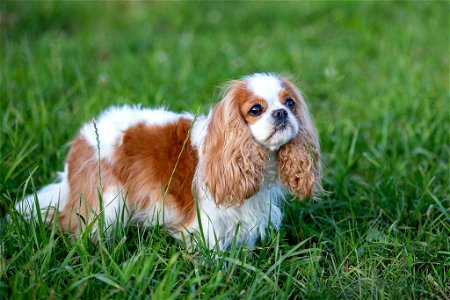 Cavalier King Charles Spaniel
