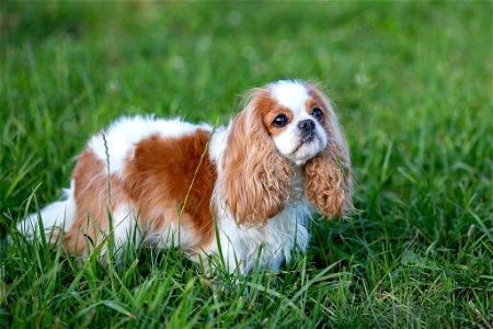 Cavalier King Charles Spaniel photo