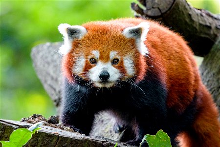 Red Panda Animal photo