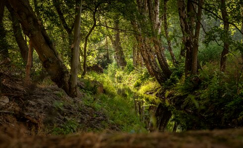 Waters nature light