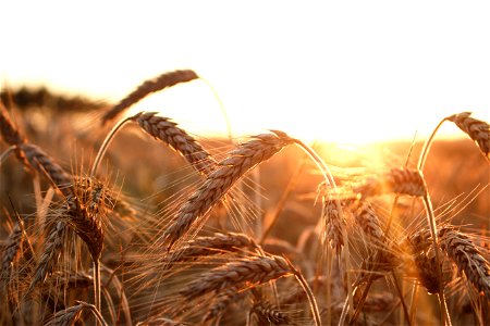 Wheat Sunset