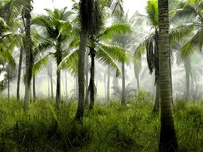 Palm Tree Forest Fog photo