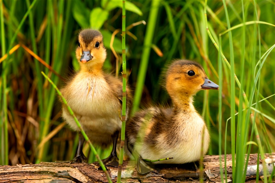 Mallard Ducklings Bird