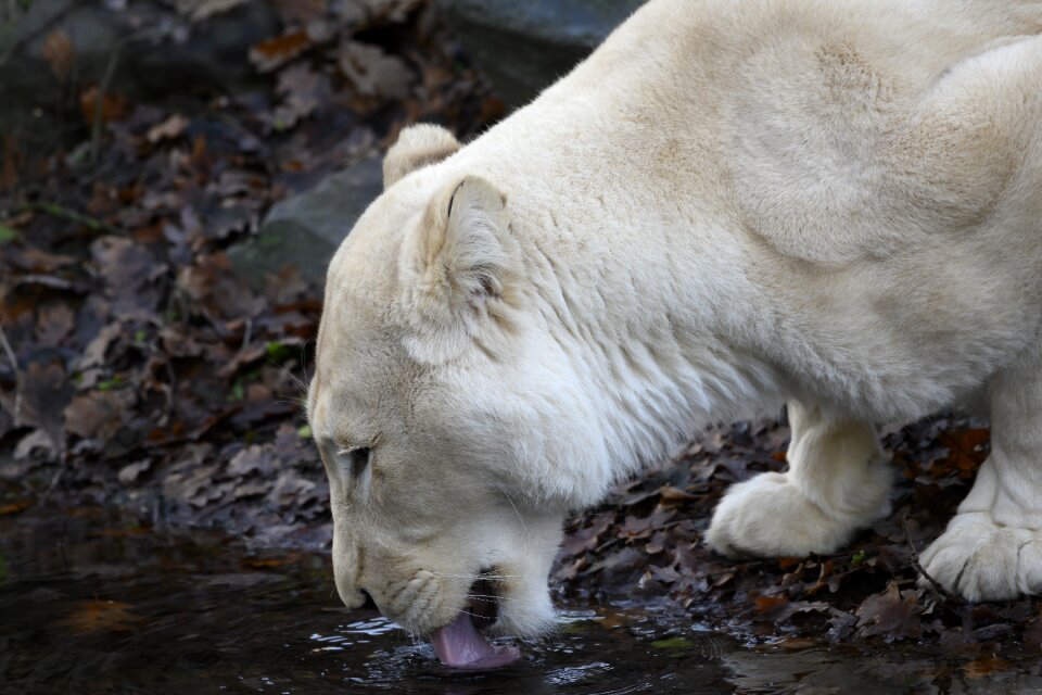 Zoo carnivore predator
