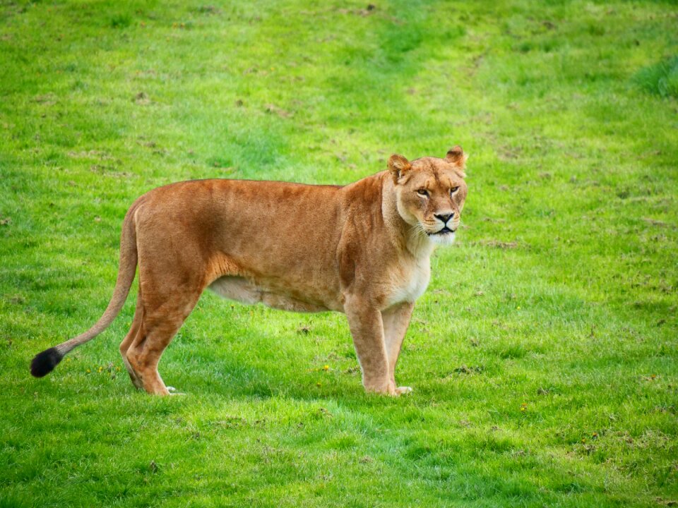 Feline mammal animal