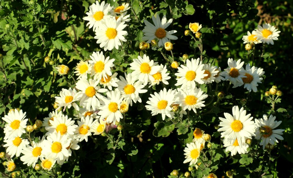 Garden delicate plant