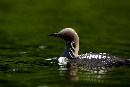 Pacific Loon Bird