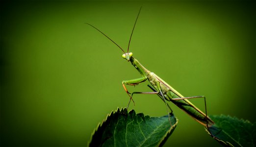 Mantis Insect photo