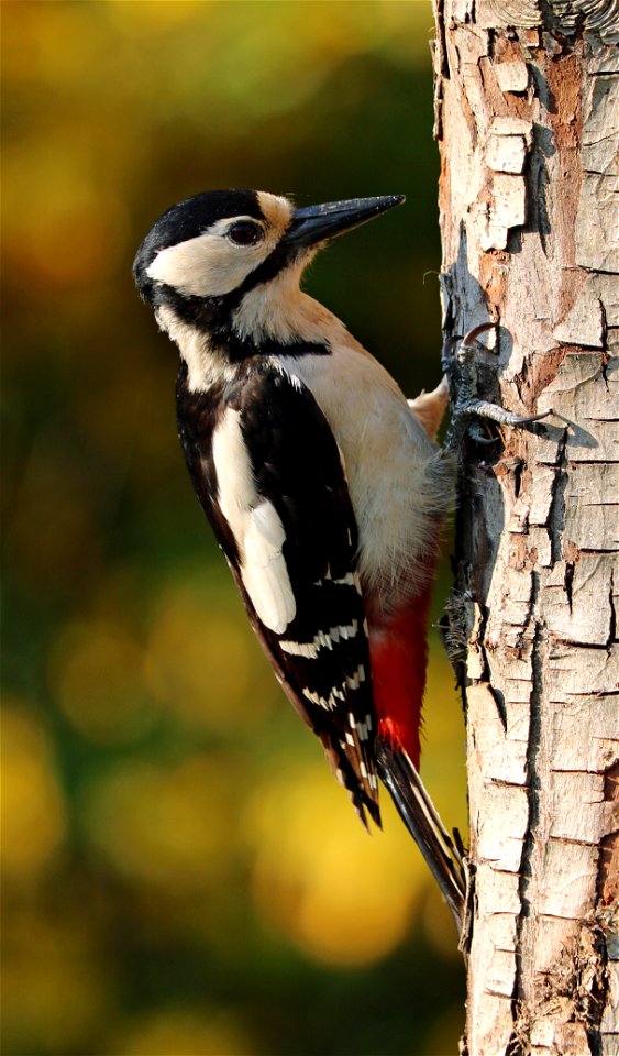 Great Spotted Woodpecker Bird
