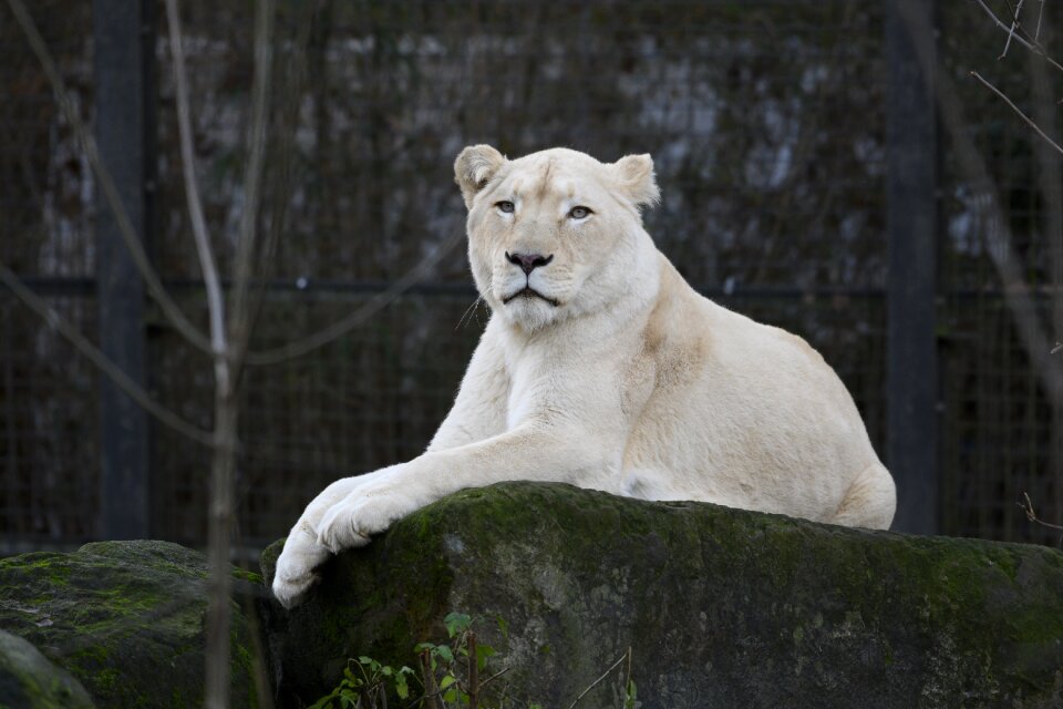 Zoo carnivore predator