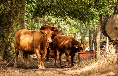 Pasture dairy cattle cattle