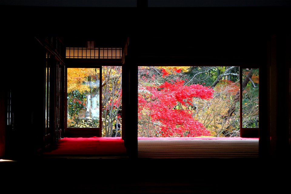 Maple Autumn Garden