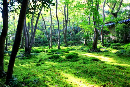 Moss Garden Trees