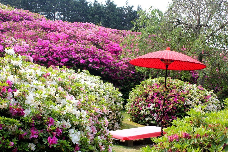 Azalea Flower Garden