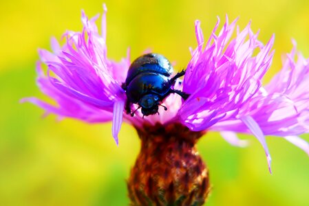 Violet petal insect