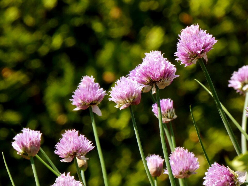 Herbs leek purple flower