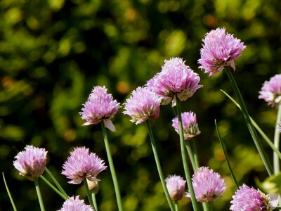 Herbs leek purple flower