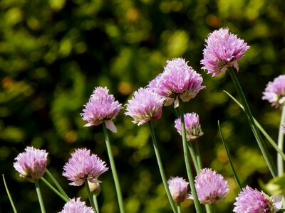 Herbs leek purple flower photo