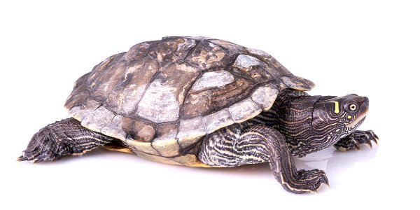 Ouachita Map Turtle