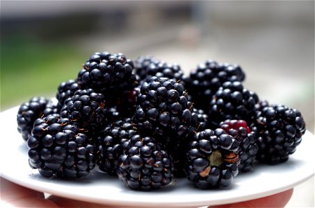 Blackberries Fruits Food photo