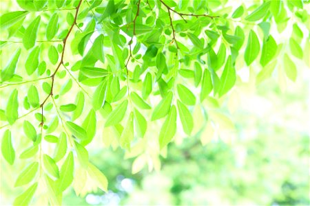 Green Leaves