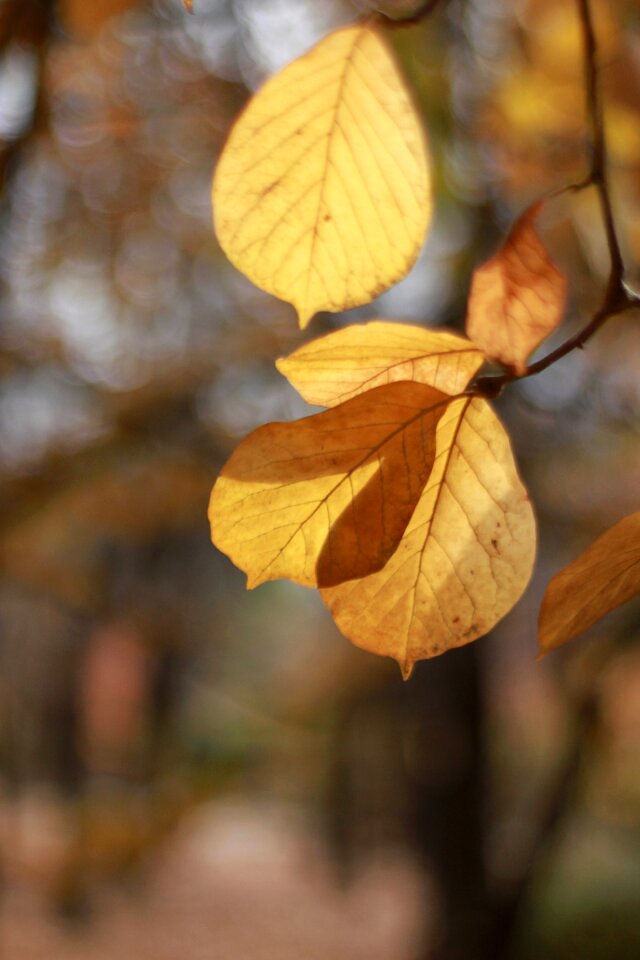 Autumn nature leaves