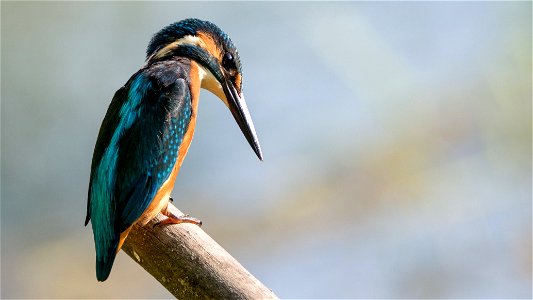 Common Kingfisher Bird photo