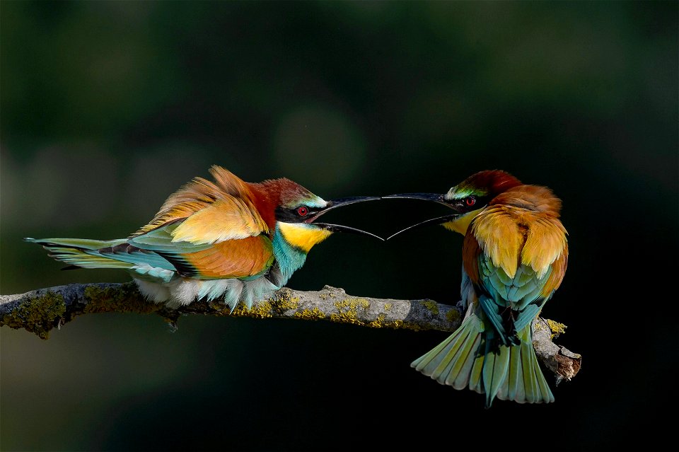 European Bee Eater Birds