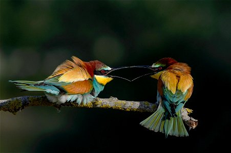 European Bee Eater Birds photo