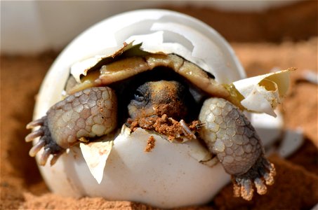 Baby Desert Tortoise Animal photo