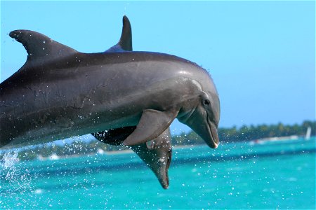 Dolphin Jumo photo