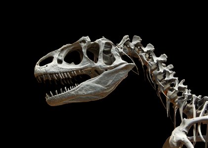 Dinosaur Allosaurus Bone photo