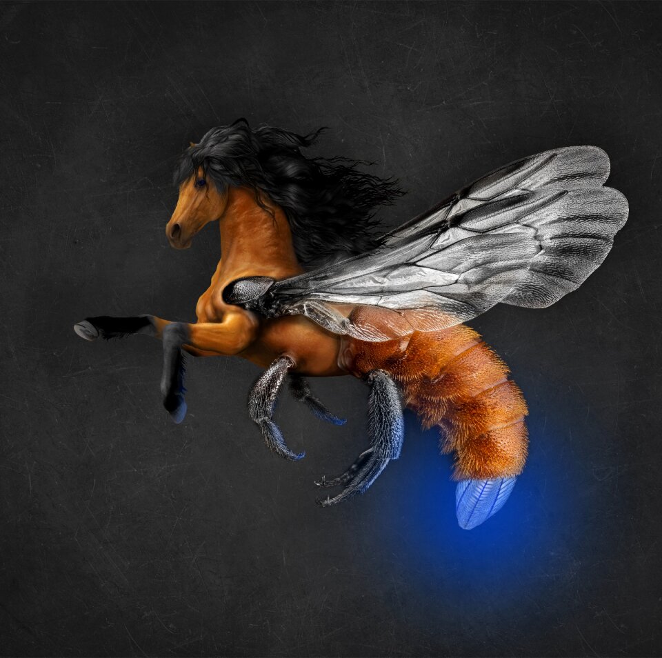 Foto manipulation photoshop fly