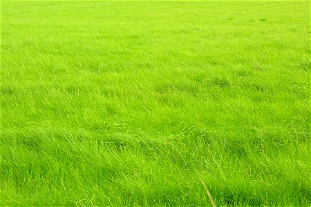 Grass Green