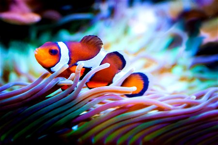 Sea Anemone Ocellaris Clownfish photo