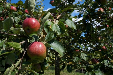 Fruits ripe branch