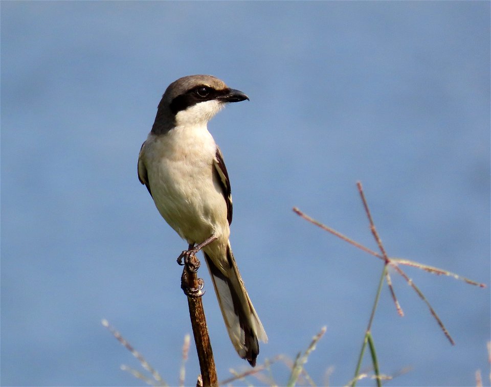 Loggerhead Shrike Bird