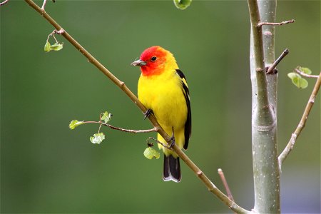 Western Tanager Bird photo