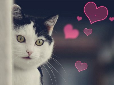 Cat Aniaml Heart