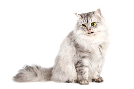 Cat Aniaml